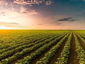 Graduação em Agronomia